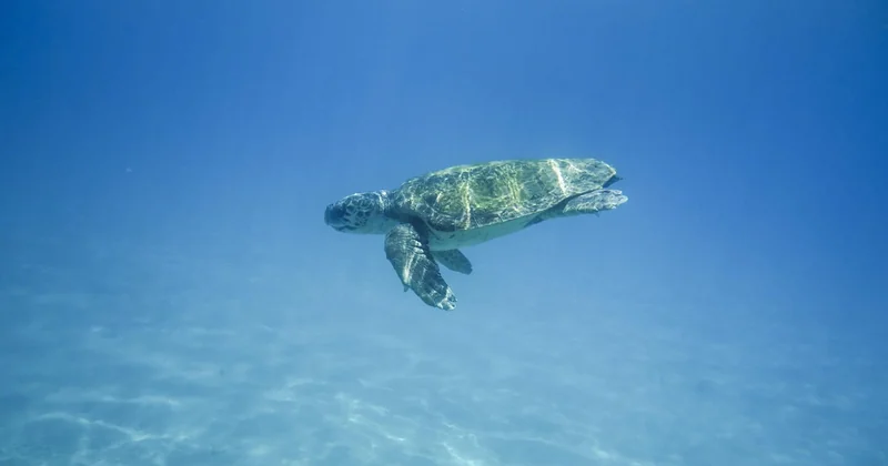 Quand voir les tortues à Zakynthos : la saison qui change tout