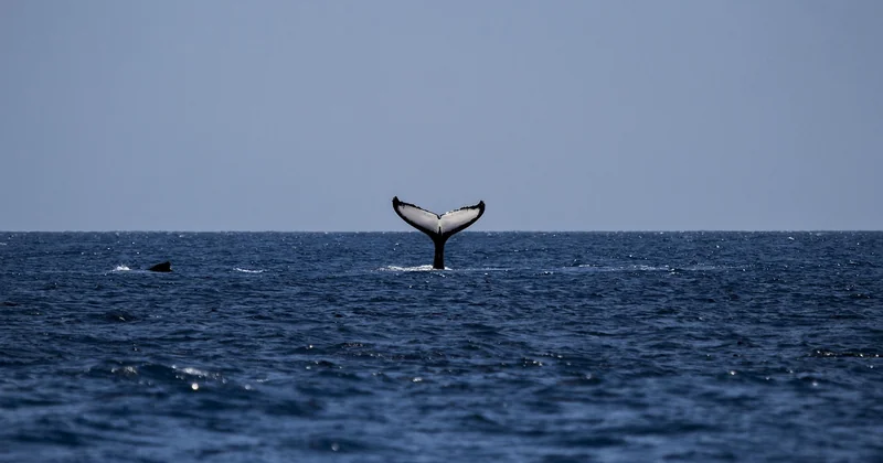 Baleine à Madère : quelle période pour maximiser vos chances ?