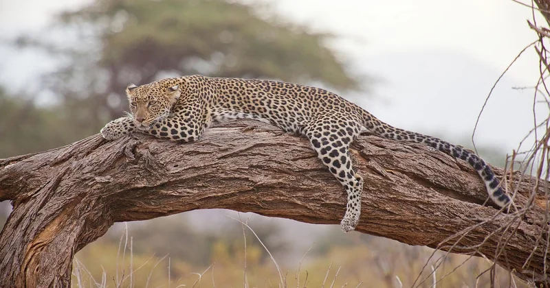 Combien coûte réellement un safari en Afrique de l'Est
