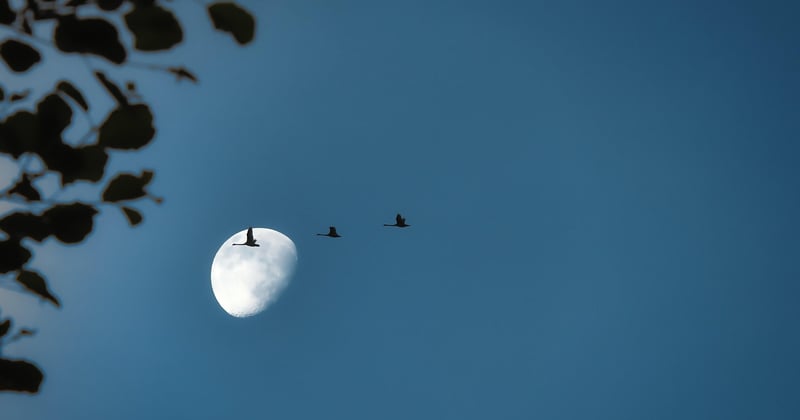 Où observer les oiseaux migrateurs en Camargue : 7 spots incontournables